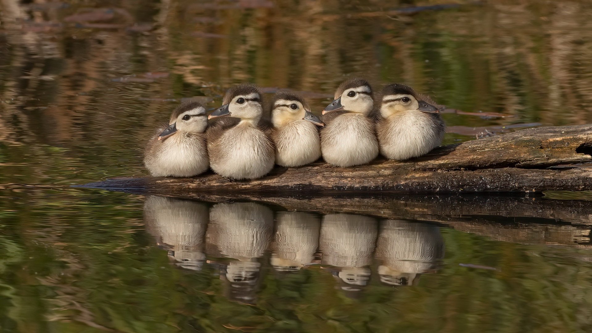 中国篮球联赛赛事运营管理模式研究，篮球赛事组织与管理
