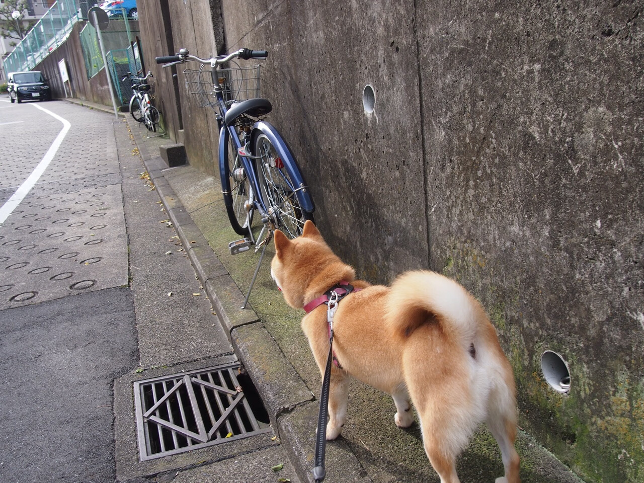 篮球比赛策略智能辅助系统研发与应用，篮球智能训练