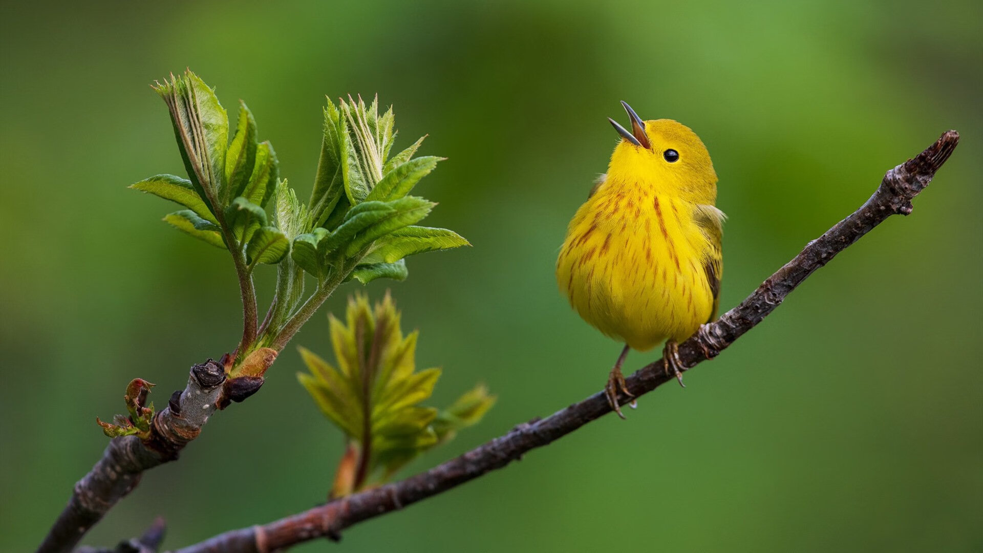 中国三人篮球女队积极探索战术打法，中国三人篮球女子