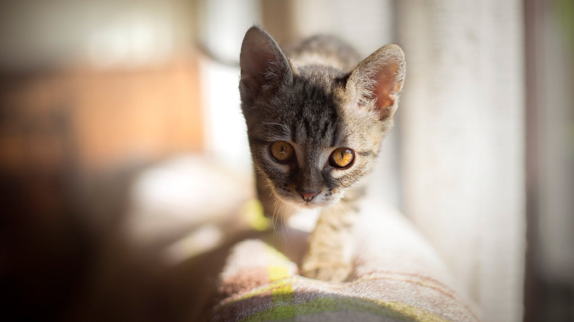 体育新闻中心推动体育赛事版权保护法律体系建设,体育赛事版权如何保护