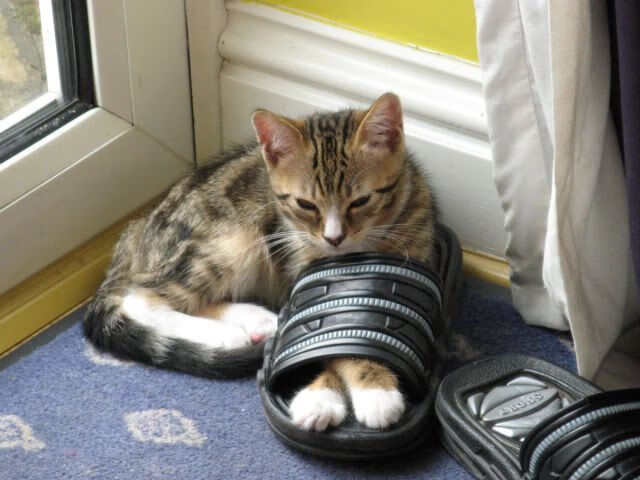 快攻转换效率排名第一的球队揭秘，快攻成功率最高