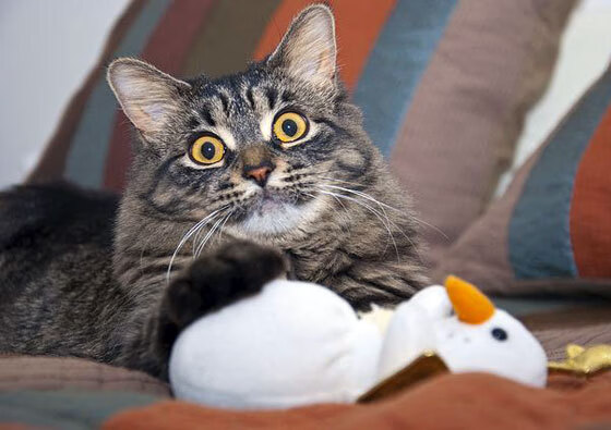 战队青训体系逐步完善培养机制系统化，战队青训队什么意思