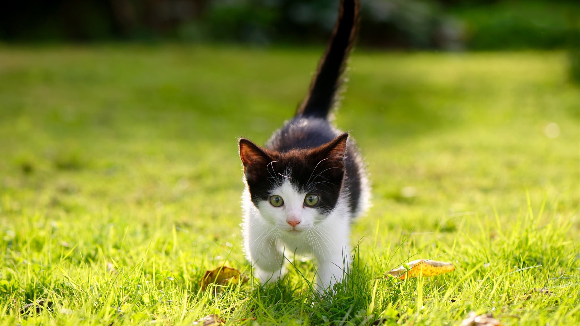 王者荣耀赛事节奏加快观赛体验紧凑刺激,王者荣耀观赛延迟几分钟