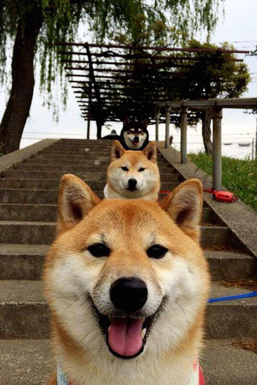 乔·莫伊:无可匹敌的scrum技术,为全黑队进攻提供强有力的保障,乔莫是什么意思