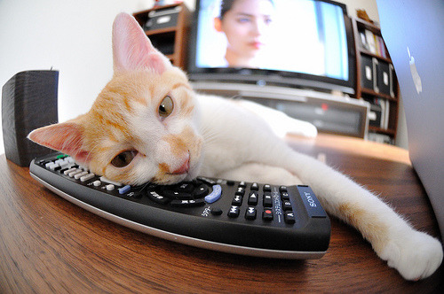 凯尔特人发布球迷见面会活动流程,凯尔特人消息