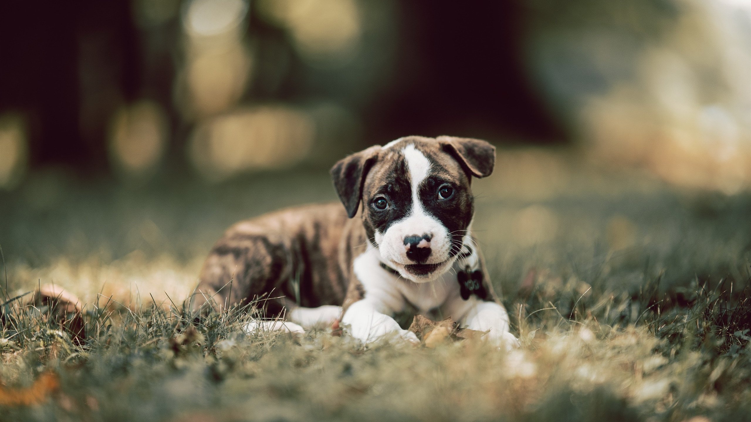利比亚女篮在非洲锦标赛中表现优异，冲击奖牌梦想，利比亚男篮
