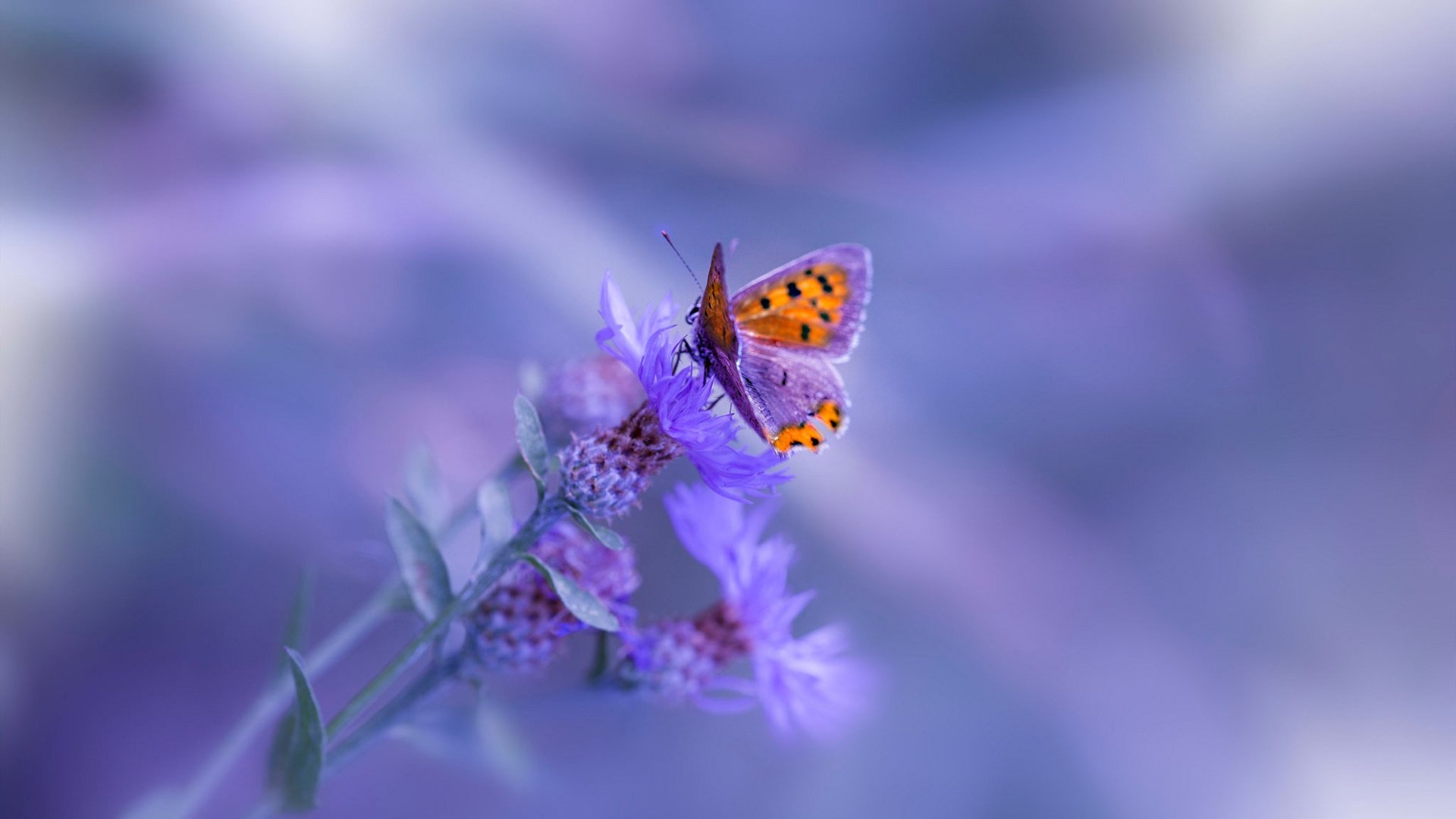 国家体育总局公告全民健身主题宣传月日程表,体育总局全民健身实施计划