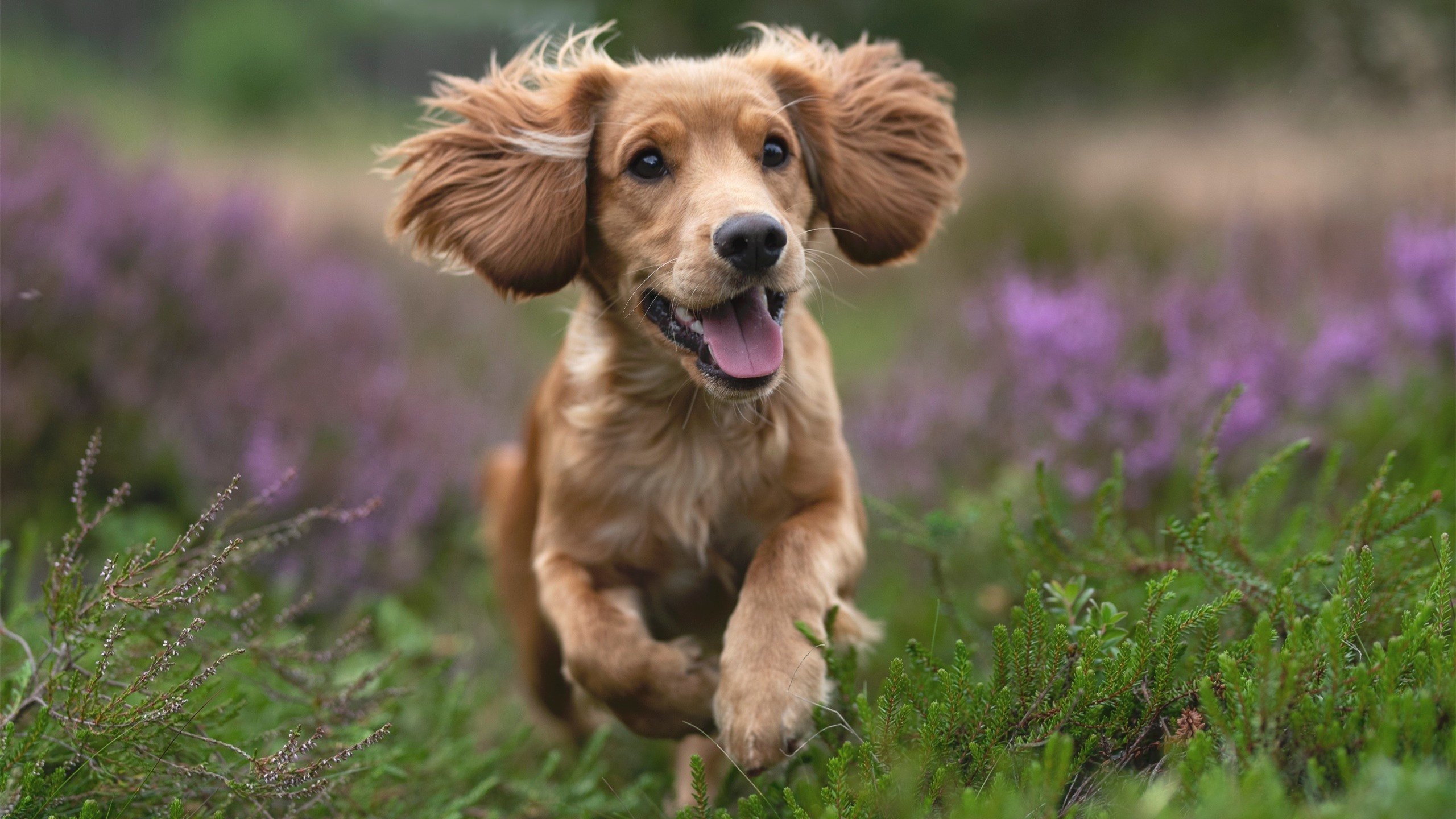 Kaiyun(中国)开云-国际邀请赛落幕，黑马国家赢得尊重与认可，国际邀请赛互动指南预测