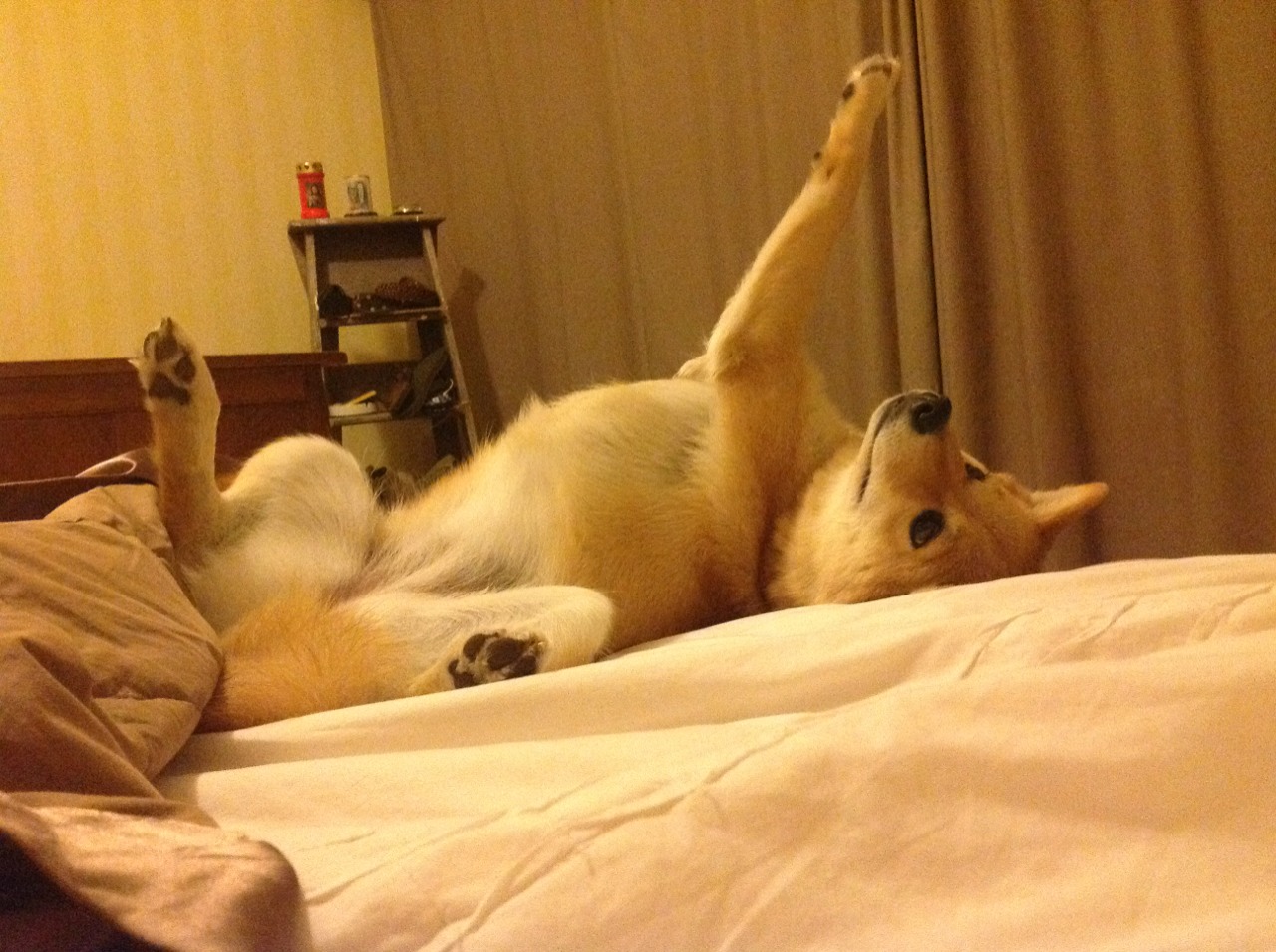 开云·体育官网APP下载-塞尔维亚女篮在欧洲锦标赛中争夺金牌，展示团队实力，塞尔维亚女篮球