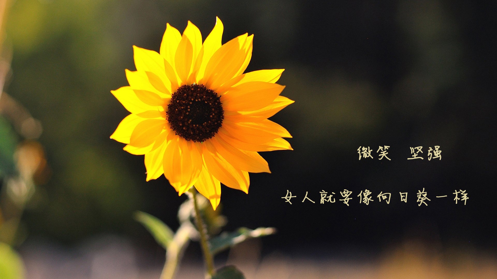 塞尔维亚女篮在欧洲锦标赛中争夺金牌，展示团队实力，塞尔维亚女篮球