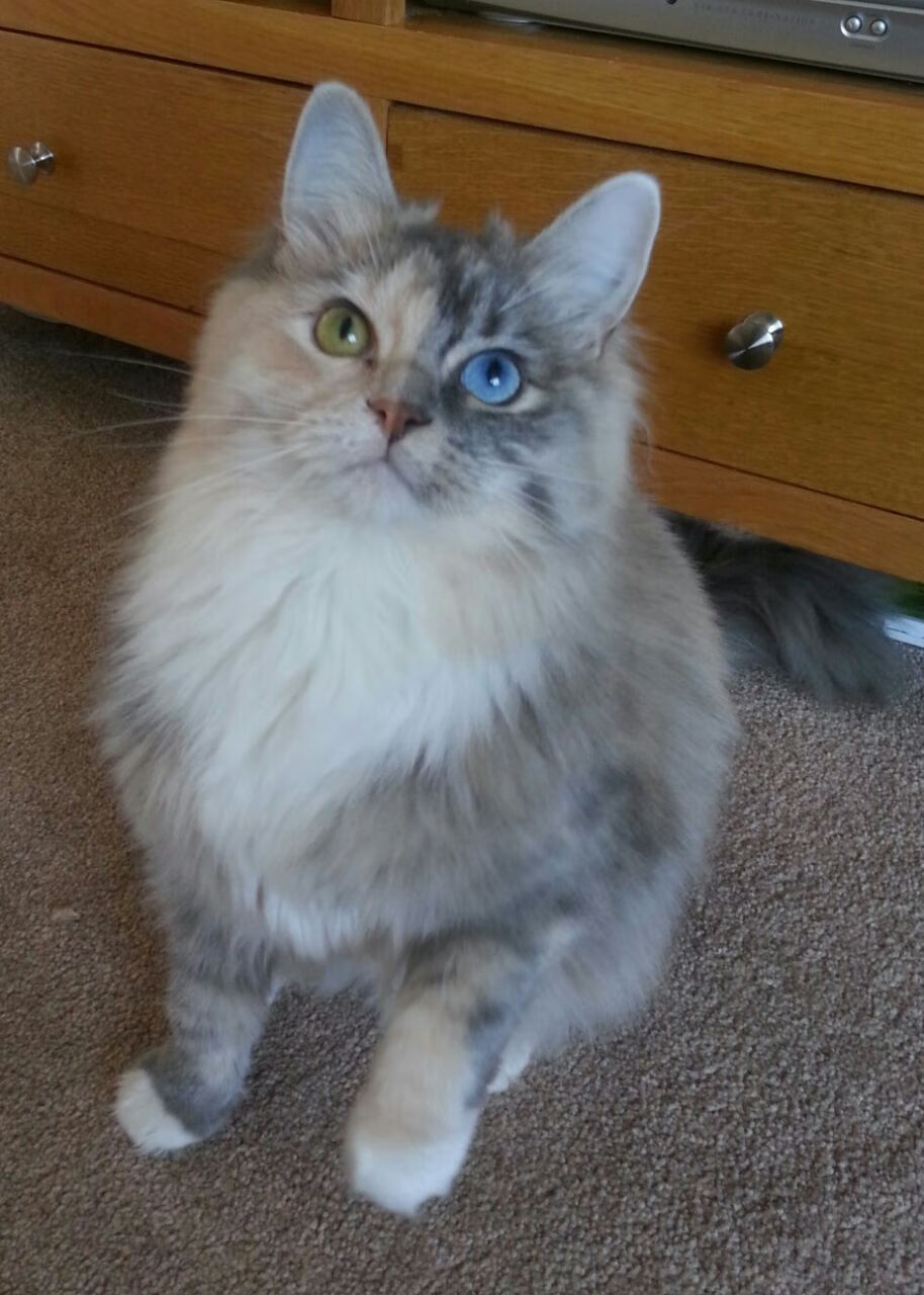 德甲球队的战术录像分析技术，德甲比赛视频录像