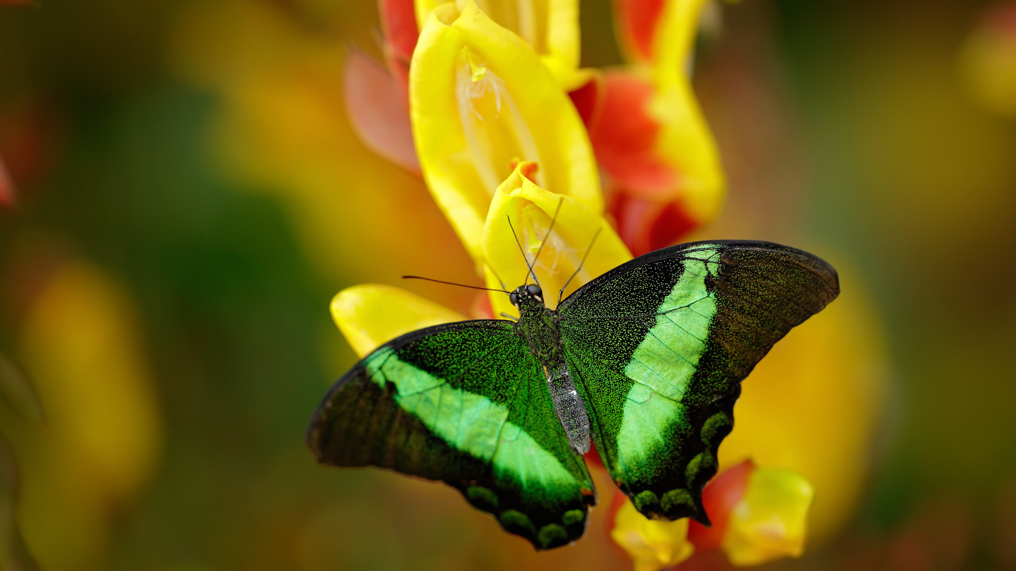 萨默·麦金托什女子200米蝶泳决赛精彩纷呈，女子200米蝶泳麦克尼尔