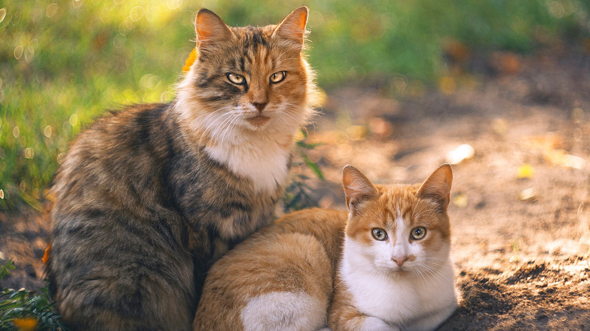 中国篮球是否鼓励裁判组参与联赛交流访学,中国篮球裁判员名单