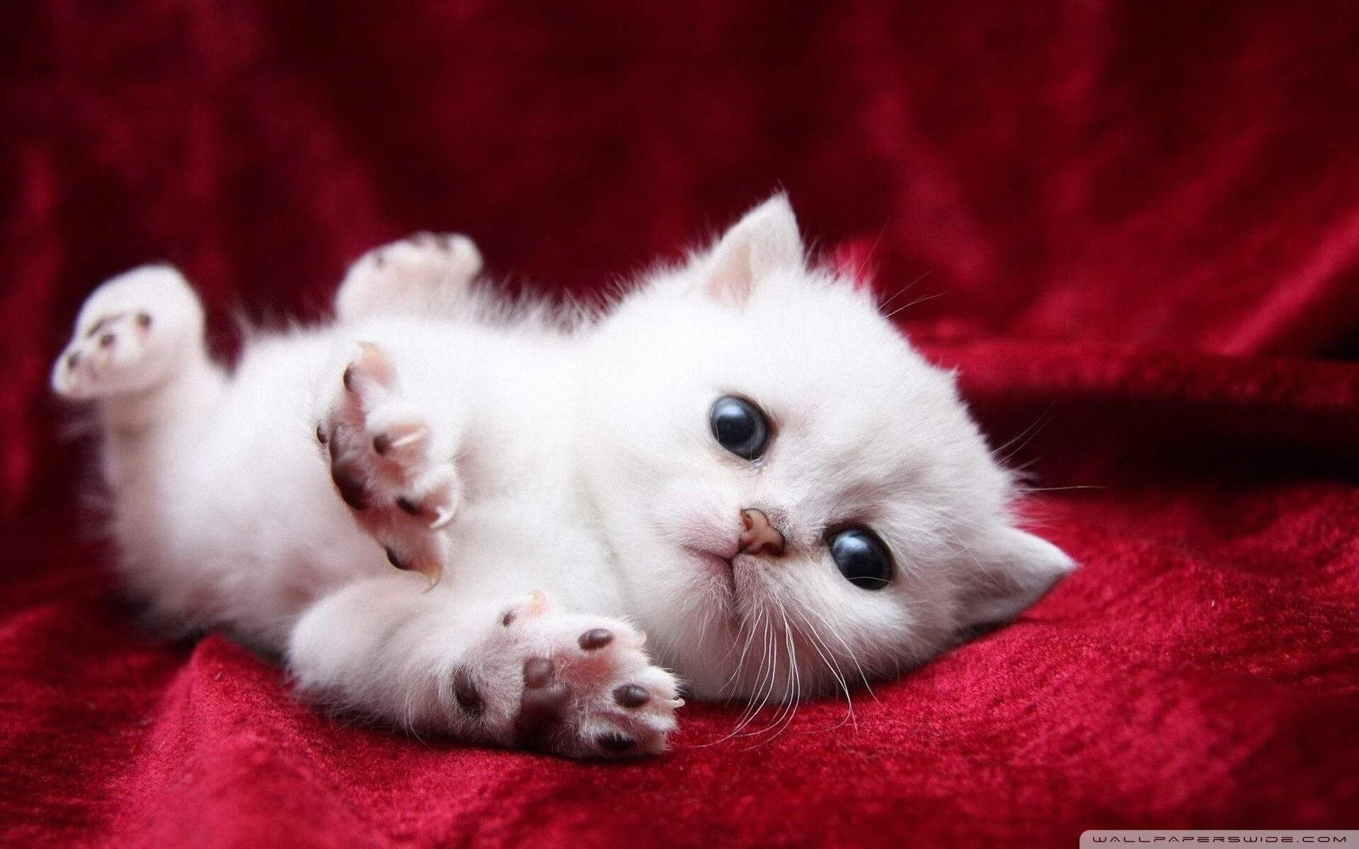 从张宁之言看中国羽毛球的持续进步，张宁羽毛球历史地位