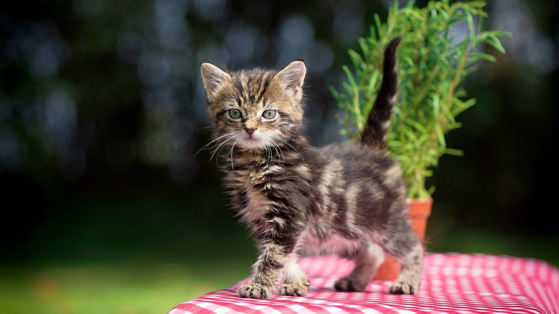 从张宁表态看国羽现状:信心源于底蕴与实力,张宁羽毛球冠军简介